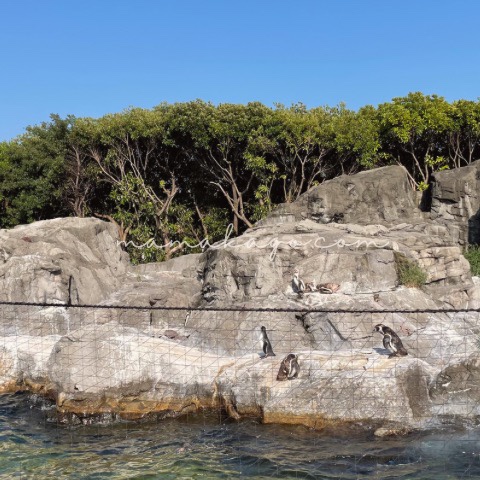 葛西臨海水族園のペンギン