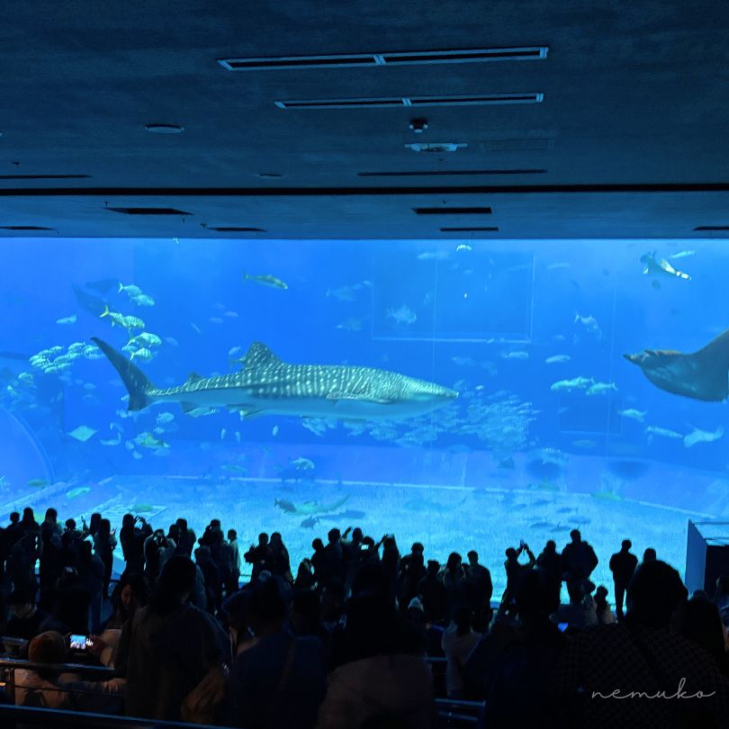 美ら海水族館